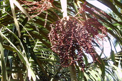 Ptychosperma caryotoides